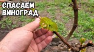 СРОЧНО! Этот МЕТОД СПАСЕТ ваш виноград от майских заморозков – ПРОВЕРЕНО!