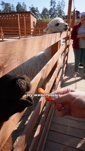 Альпаки для Ярдам