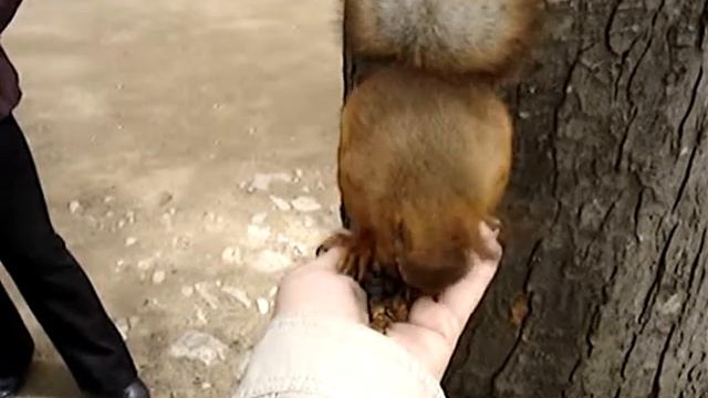белочка 2 кисловодск