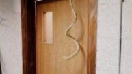 Joke with a snake. Шутка со змеей.אתיופי ונחש