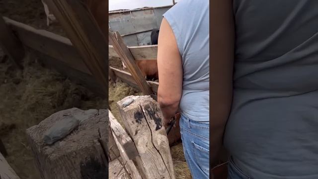 Наша поездка в деревню часть 2
