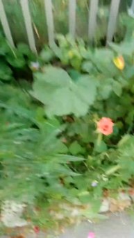 Троянди. Rose.😏🇺🇦🙏💥💥💥
