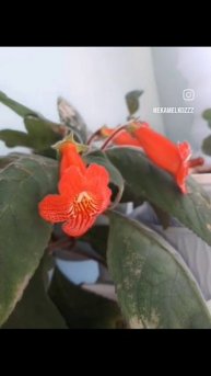 Колокольчики волшебной поляны #тидея #колерия #гастерия
