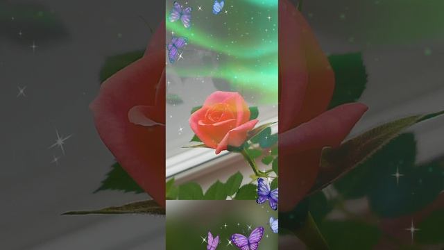 Роза 🌹 мира