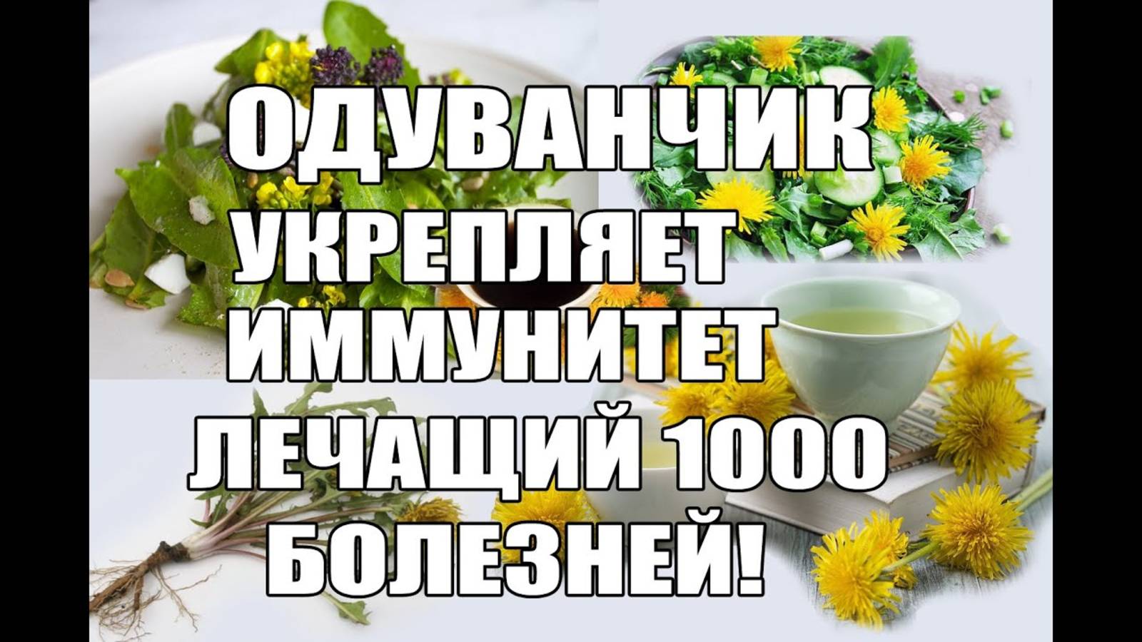 Одуванчик укрепляет иммунитет. Рецепты из одуванчика. Лечащий 1000 болезней.