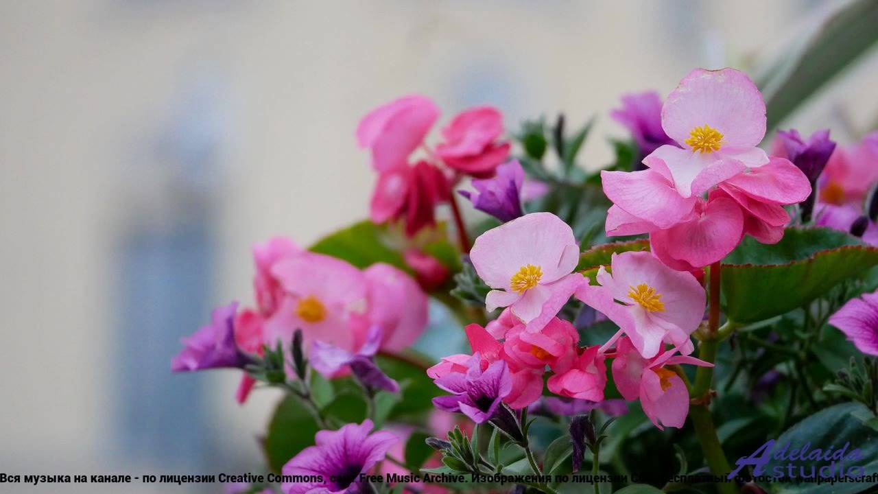 ✸ ♫ ❤ Клип, от которого мурашки - Sunshine and Smiles -- butterflystudio -- Happy Songs Collection.m
