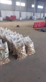 Упаковка и сортировкаикартофеля в мешки