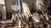 "Африка, где я влюбился с первого взгляда: горы, вино и спасение носорога"