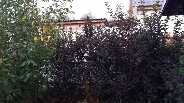 Посадила деревья по периметру сада
