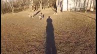 Воспитание щенка, начальное послушание. Курцхаар Роби, 4 месяца.