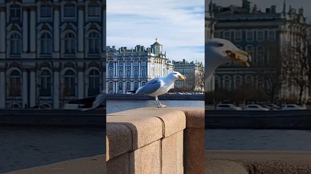 Мосты, окрестность и водные просторы Питера