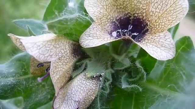 Лечебная музыка для снятия негатива, стресса, усталости, депрессии,