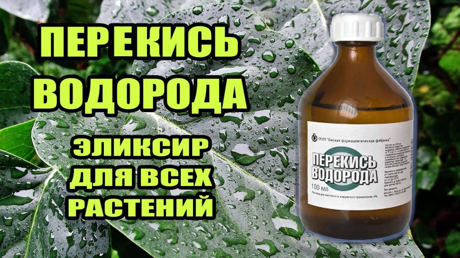 Перекись водорода для комнатных растений- польза,применение, пропорции