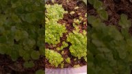 Глоксинии из семян собственного опыления! Скоро будет море красоты девочки! ☺