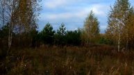 Курцхаар Райт, вальдшнеп