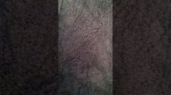 1000000399.mp4