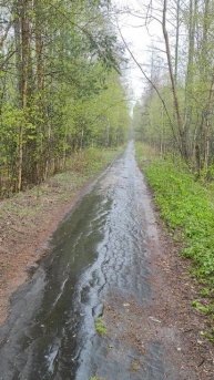 Лесная дорожка