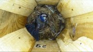 Лазоревка защищает кладку яиц ( Cyanistes caeruleus )