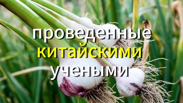 1 и 2 Мая Чеснок Творит Чудеса, Но Никогда Не Делайте Этого! Что Случится, Если Вы Ешьте Сырой