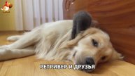 Золотистый ретривер и его друзья милые питомцы 🐕 выпуск (83)