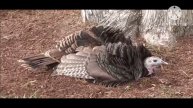 мы родились в Сибири//смотрим бесплатно, инструкция//обзор канала