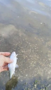 ВОБЛА отпускаем Астраханскую запрещенку.