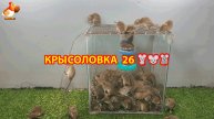 Крысоловка вариант (26) 🐀 Как сделать крысоловку своими руками и поймать кучу крыс 🐀🐁🐀