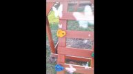 1000022768.mp4 (Собака осматривает детскую игровую площадку у дома А-фрейм)