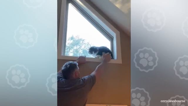 Owners are CRYING, you are LAUGHING! - Funny ANNOYING & TROUBLEMAKING CATS