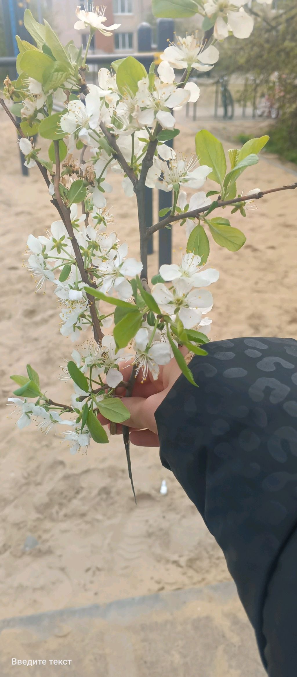 🌸