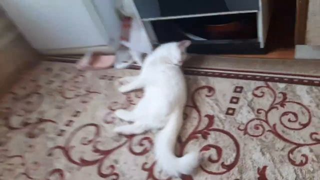 играю со своим котёнком снежком веревочкой