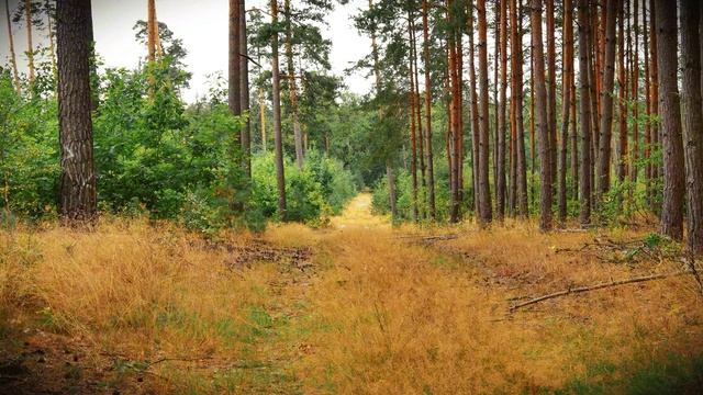 Ярко желтые красоты осени в лесу. Очень приятное пение птиц. Услада для глаз
