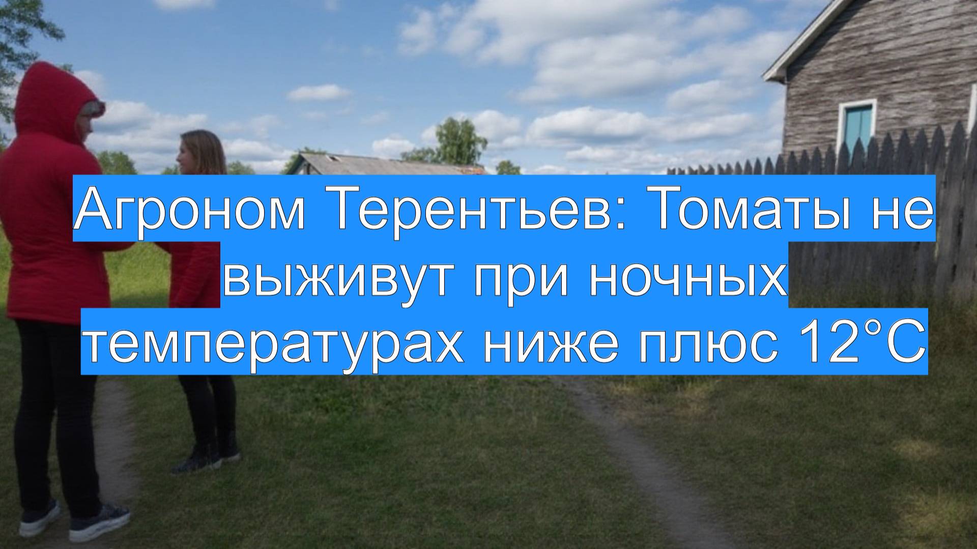 Агроном Терентьев: Томаты не выживут при ночных температурах ниже плюс 12°C