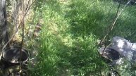 Помощь родителям: полив дождеванием саженцев ЗКС