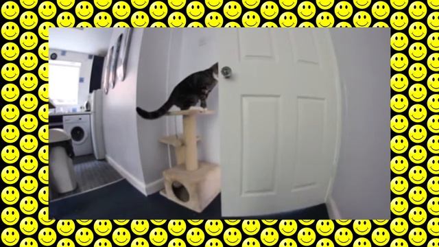 Cat learns to turn door knob, frees trapped dog (Кот, выпусти собаку!)