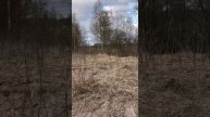 Вечерка на селезня часть 2