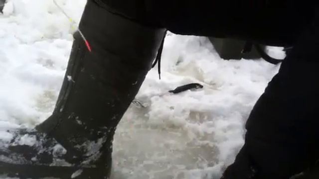 Трофейная рыба (прикол)