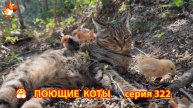 Крутые коты у птичьего двора серия (332) 🐈🐈😹❣️ Природа Абхазии и красивое подворье