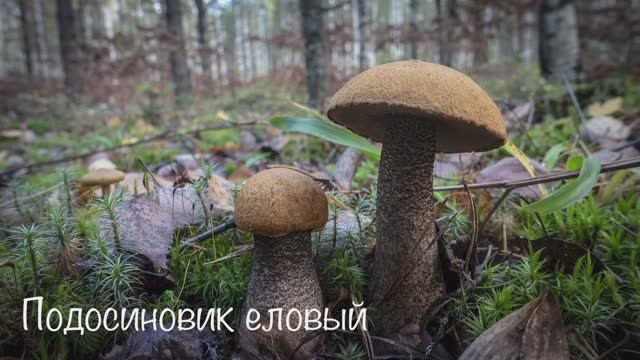 Лесные клады 5е