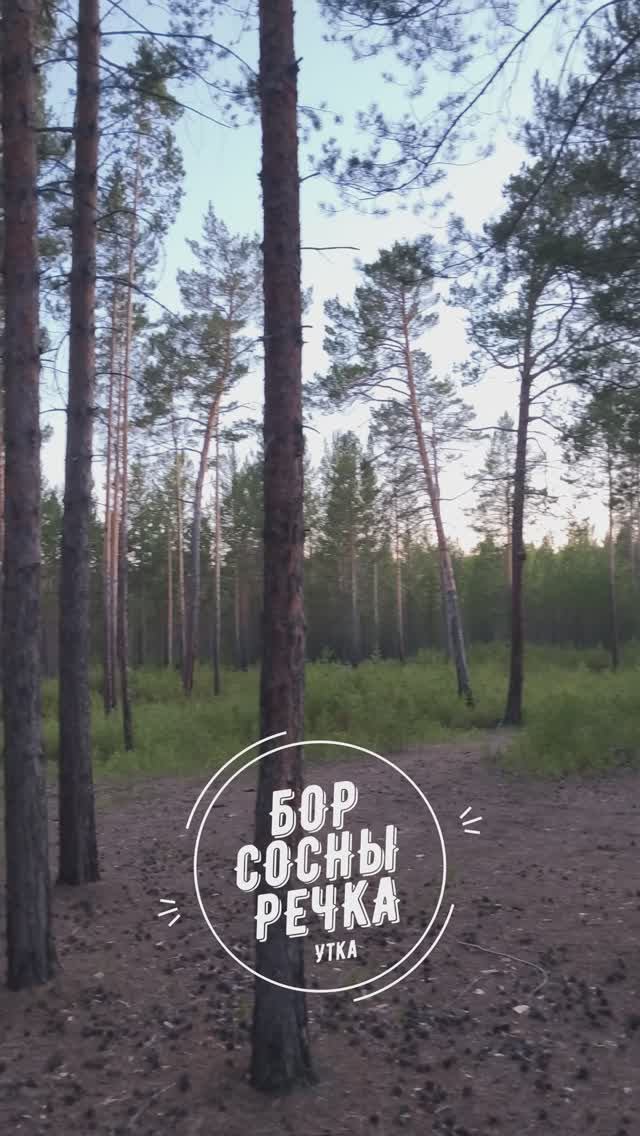 Природа, охота на утку, лес на берегу озера