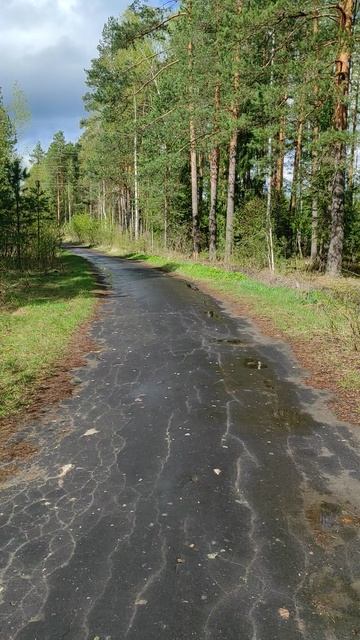 Лесная дорожка