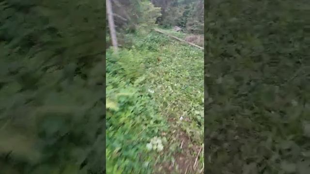 Валка Лісу !  Валка Леса!  Fall of the Forest!