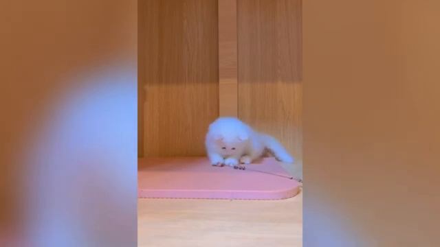 Кошки - лучшие друзья человека (2025 год)