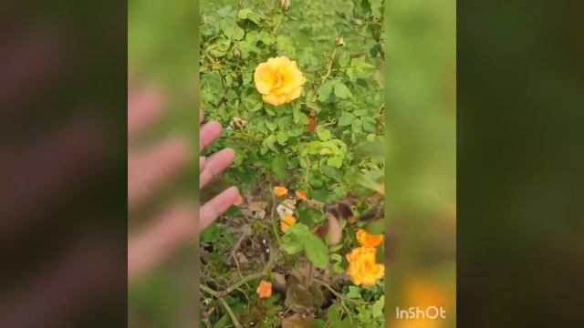 Change in flower colour of roses with climate rose plant care❤️orange hybrid roses