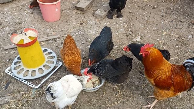 Кормлю кур,собираю яйца.Яйценоскость кур упала .Наверное к дождю.