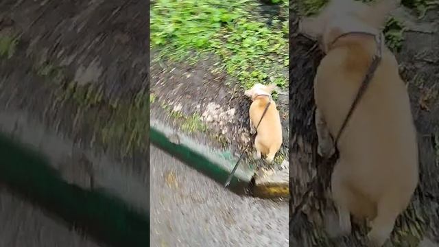 Сеня открыл купальный сезон в лужах😁