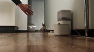 ЛОВУШКА ДЛЯ КОТОВ