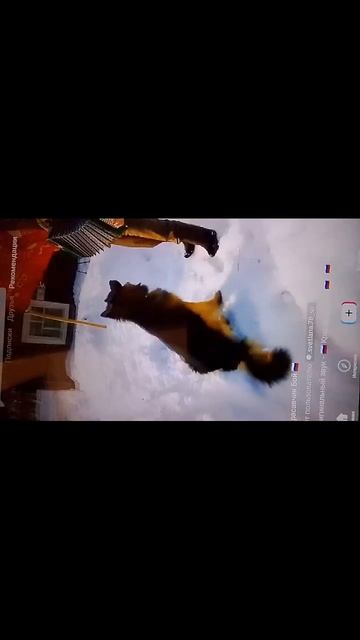 овчарка 🐕