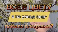 Снова заморозок, побило или нет плодовые🤔