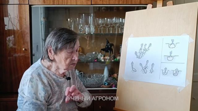🚀 В 2 РАЗА БОЛЬШЕ БУТОНОВ! Как ПРАВИЛЬНО пересадить ирисы по моей УНИКАЛЬНОЙ схеме